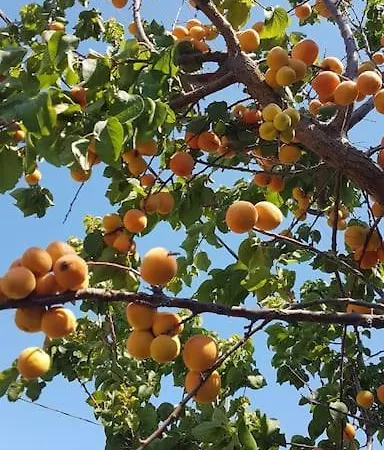 Datca Daki Eviniz Nar. Kızlanköy