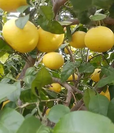 Datca Daki Eviniz Nar. Villa Kızlanköy