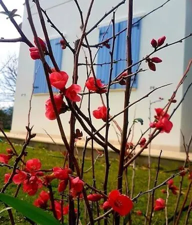 Villa Datca Daki Eviniz Nar. Kızlanköy