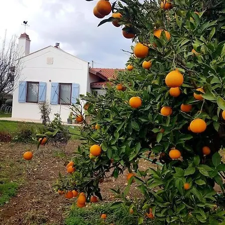 Datca Daki Eviniz Nar. Kızlanköy