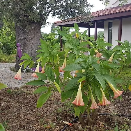 Datca Daki Eviniz Nar. Villa Kızlanköy